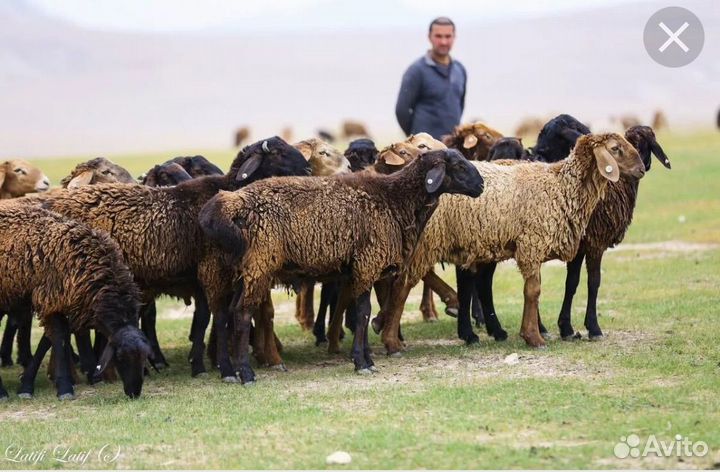 Овцы бараны