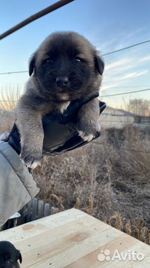 Отдам в добрые руки