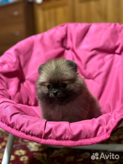 Шпиц мимишка девочка