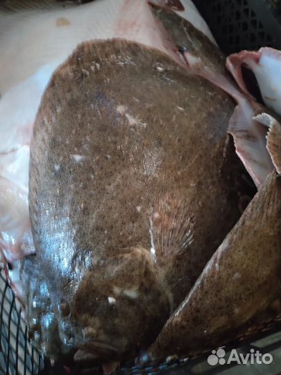 Рыба камбала Азовская