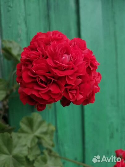 Пеларгония герань
