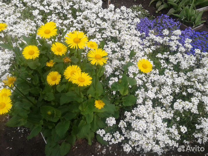 Многолетники: Лаванда Пионы Примула Дороникум