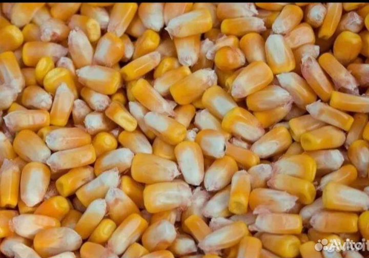 Корма для животных