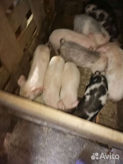 Поросенок ландрас