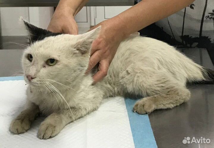 Спокойный котик Кексик,брошен и лечится