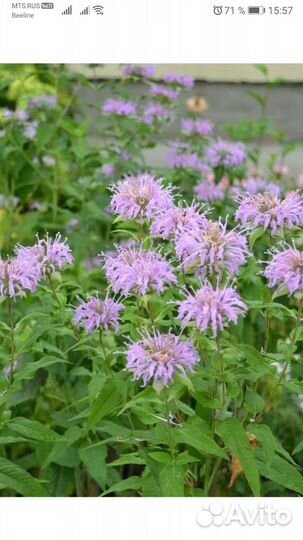 Вероника, монарда диана, жар птица,дельфиниумы