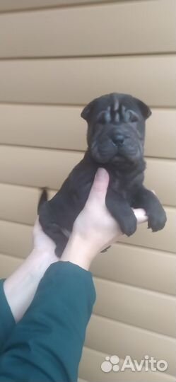 Чистокровные щенки шарпей