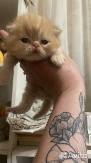 Экзоты котята