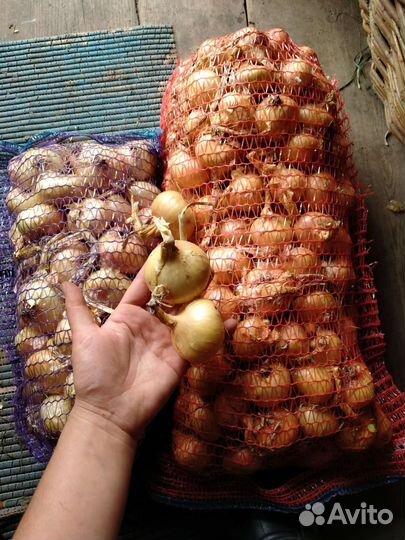 Лук репчатый