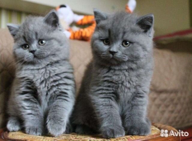 Голубые британские котята