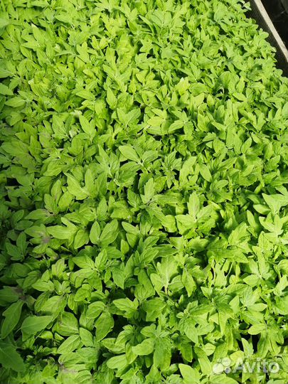 Рассада овощей