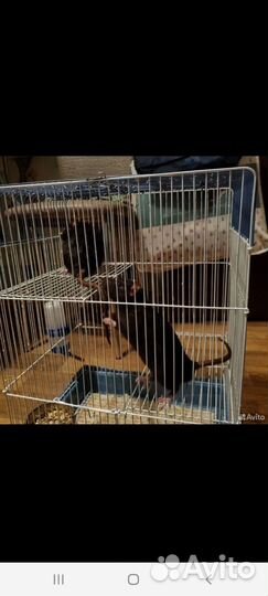 Клетка с крысами