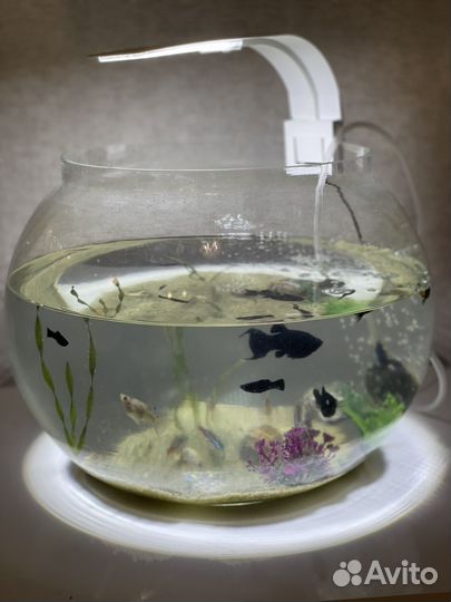 Аквариум с рыбками (декор, аэратор, лампа)