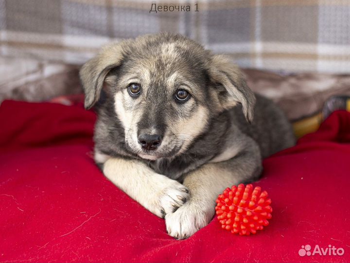 Девочка в добрые руки