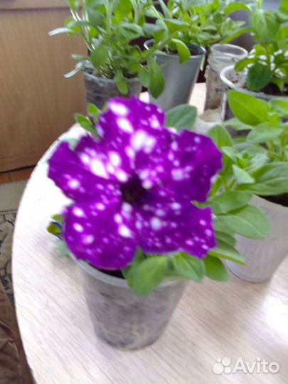 Вегетативная петуния