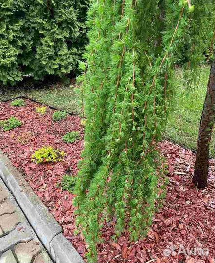 Кора лиственницы