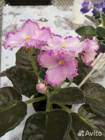 Сортовые фиалки