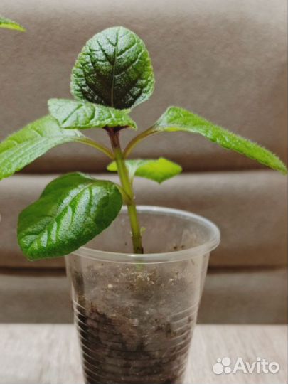 Плектрантус ароматный