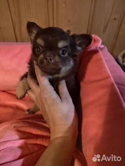 Щенки чихуахуа