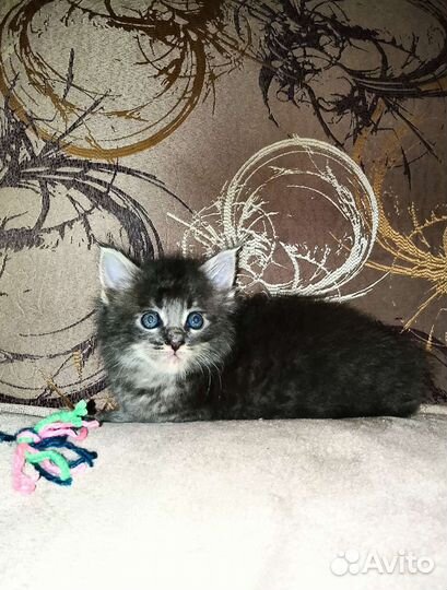 Мальчики и девочки