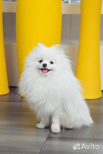 Мини шпиц вязка