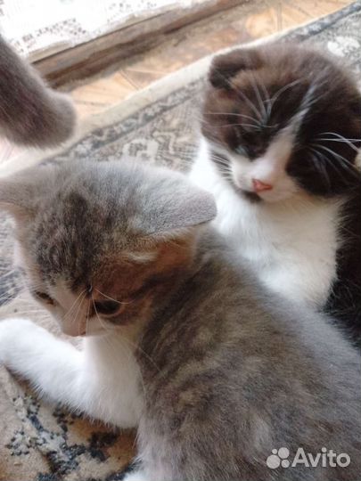 Котята в добрые руки мальчики