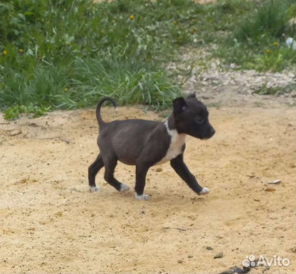 Собака в добрые руки отдам бесплатно