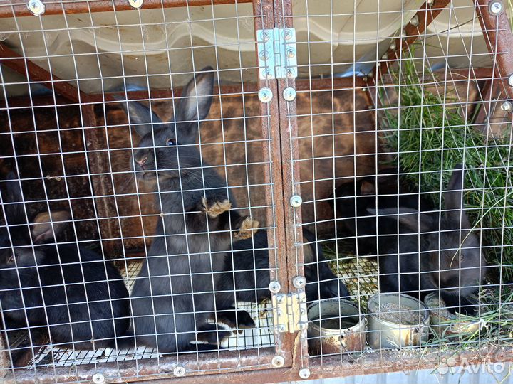 Продам кроликов