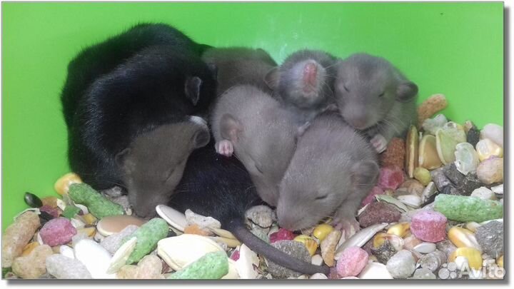 Крысята Дамбо (голубые и чёрные бриллиантики крысы