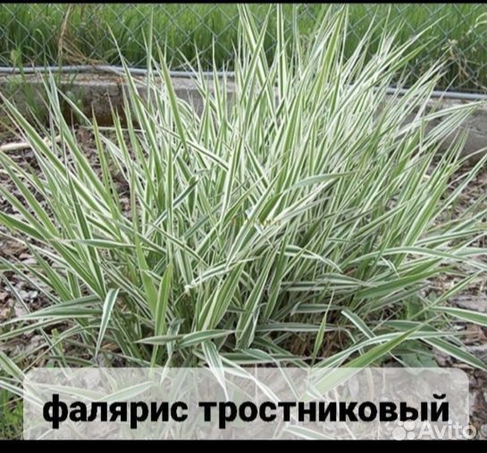 Лук джусай и фалярис тростниковый