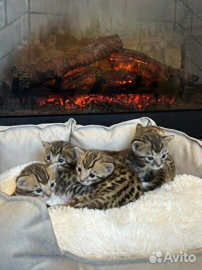 Бенгальские котята