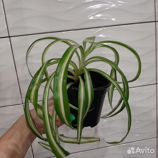 Цветы хлорофитум