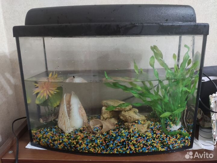 Аквариум