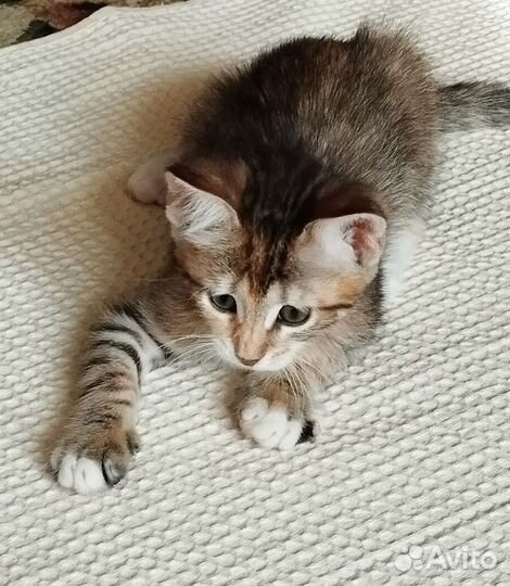 Котенок девочка в добрые руки