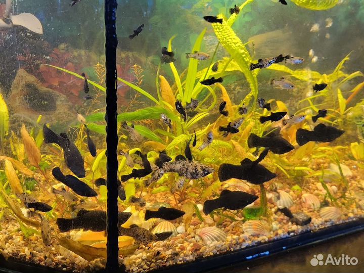 Моллинезии