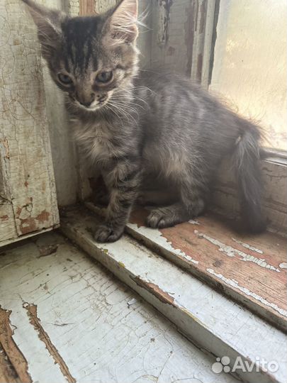 Котик
