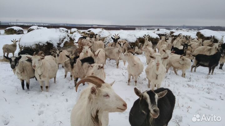 Козы стадо