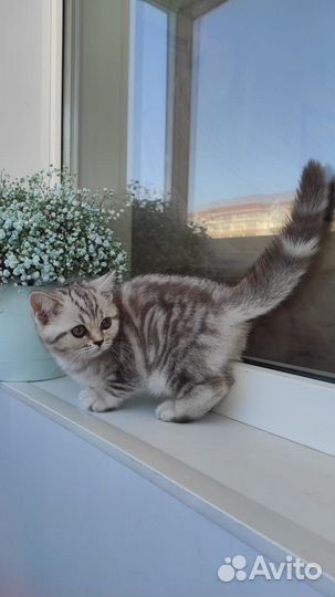 Шотландские котята