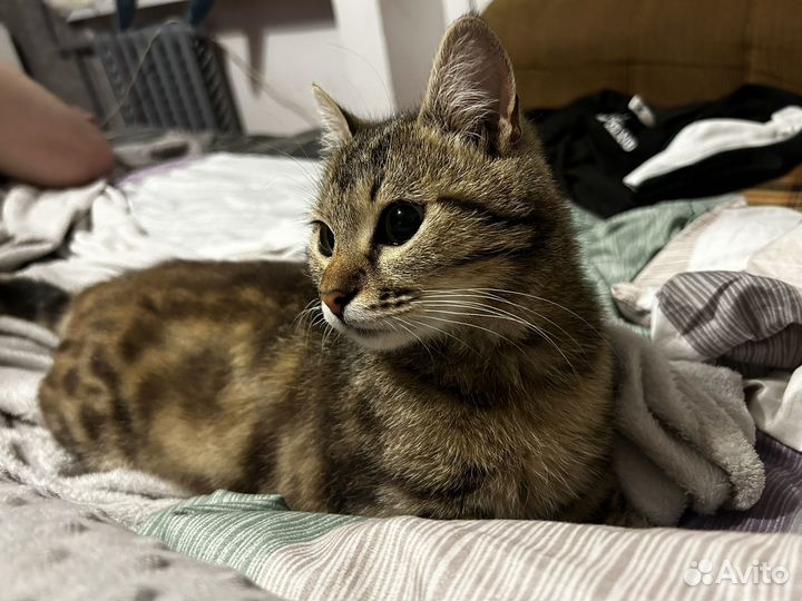 Кошечка в добрые руки