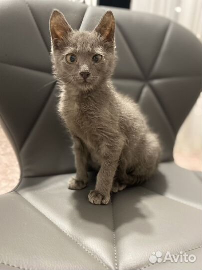 Милый котик