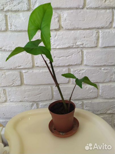 Сингониум, молочай, фиалки, каланхоэ