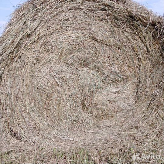Продам сено в рулонах