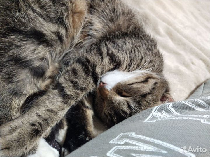 Кошка в дар бесплатно