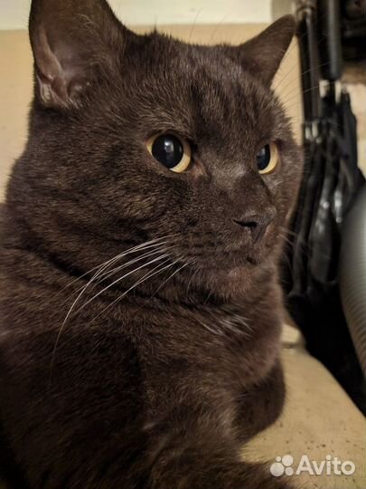 Британский кот вязка бесплатно