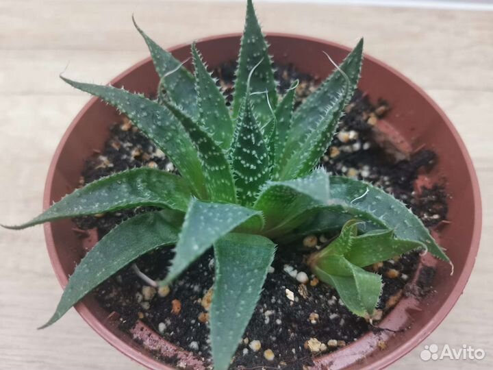 Алоэ сортовые