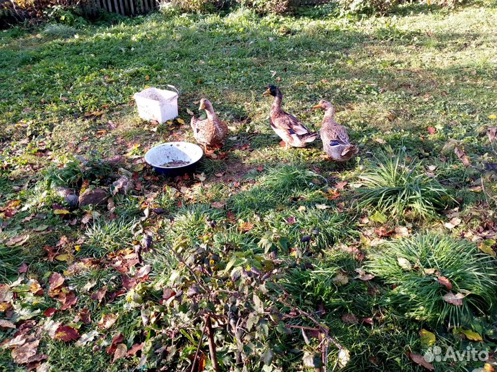 Утки башкирские