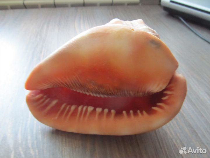 Раковина морская 14*9 см