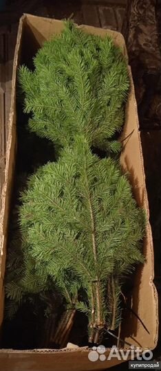 Пихтовый лапник и венник,в розницу Отправка ТК