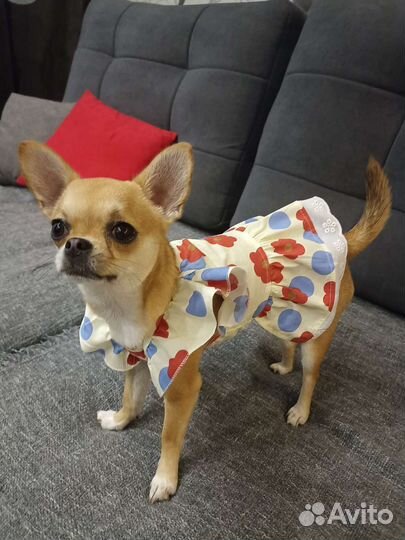 Платье для маленькой собачки