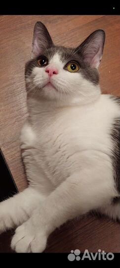 Котик ищет свой дом